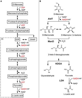 Cell-Free Enzymatic Conversion of Spent Coffee Grounds Into the Platform Chemical Lactic Acid